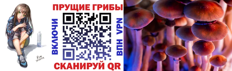 ОМГ ОМГ ONION  Грозный  Псилоцибиновые грибы Cubensis 